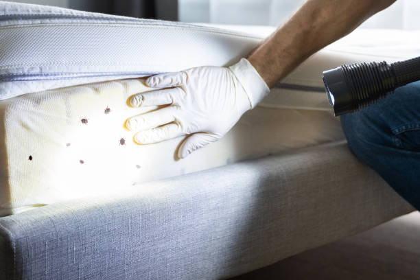 Best Pest Prevention Services  in La Feria, TX