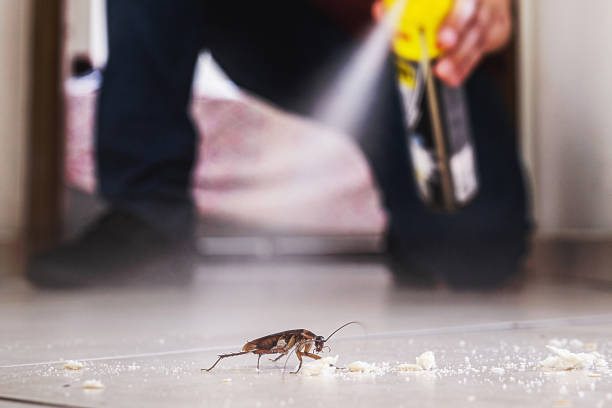 Best Pest Removal Services  in La Feria, TX