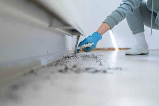Best Wasp Removal Services  in La Feria, TX
